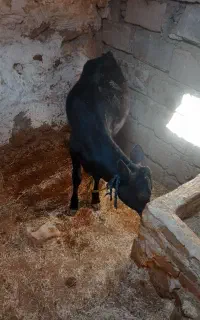 گاو