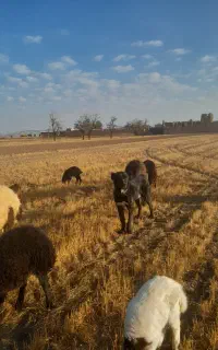 وا گذاری سگه گله ایی