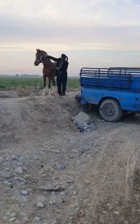 اسب برای کشش عرب