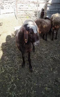 قوچ هتروبی شیره