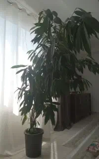 گل بنجامین آمستل