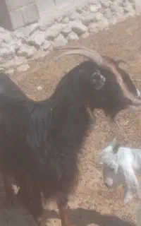 بز کهردار