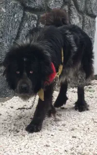 واگذاری سگ قهدریجانی