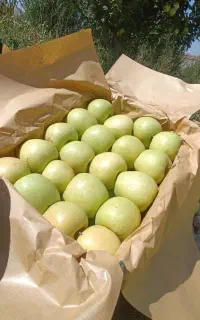 نیازمند کارگر سیب چین