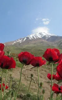 نیروی خانم مجرد برای کار باغ داری و کارهای خانه.