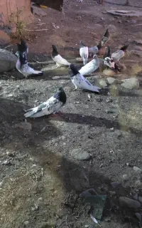 کبوتر باش گو