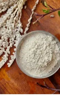 گرده نخل نر
