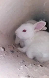 بچه خرگوش ناز کوچولو