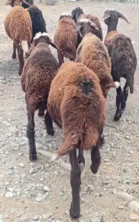 بره.