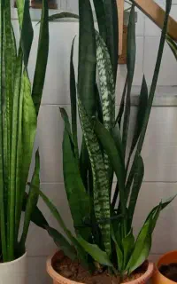 فروش گل پانسیونی