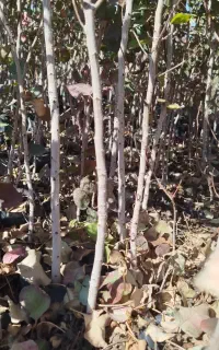 فروش نهال پسته گلدانی و پیوندی