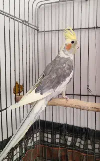 عروس هلندی نر سخنگو