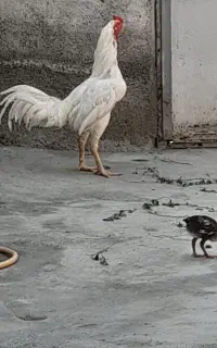 لاری