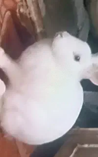 خرگوش