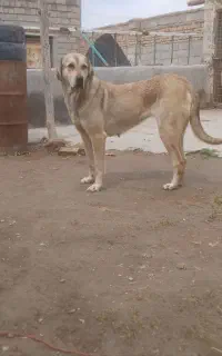 ماده عراقی توله شارک