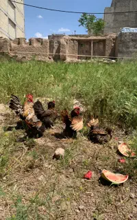 مرغ و خروس سیبرایت