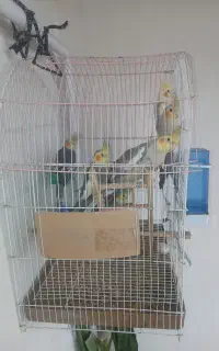 عروس هلندی ۷عدد