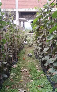 نهال کیوی