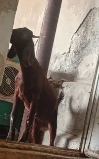 بز ماده بره ۴ماه