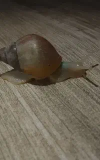 جوجه حلزون آچاتینا آلبینو