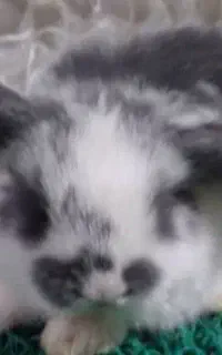 خرگوش