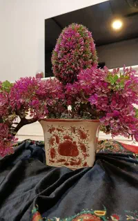 گل با گلدان در حد نو