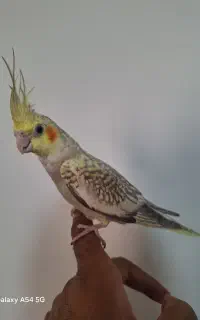 جوجه عروس هلندی