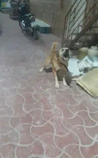 سگ نگهبان جهرم