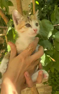 واگذاری بچه گربه های  شیطون  سرحال