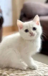 فروش گربه