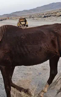 اسب نریان