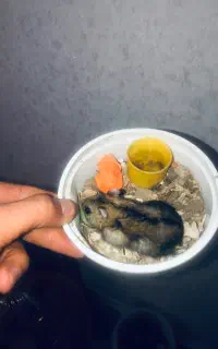 همستر نر