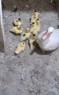 جوجه اردک