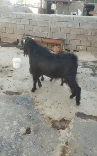 گیسک نر