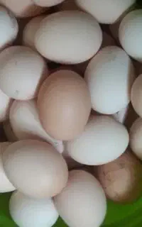 تخم مرغ بومی