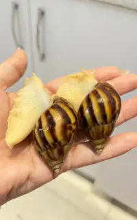حلزون کمیاب