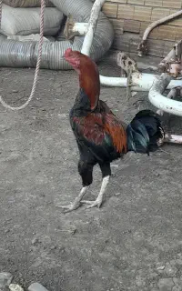 خروس‌لاری