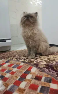 گربه