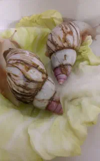 حلزون هفت سانتی