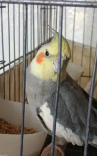 عروس هلندی مولد