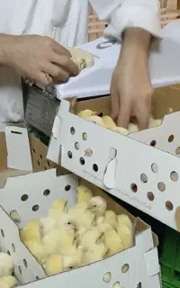 جذب نیروی خانوم برای واکسناسیون جوجه یکروزه