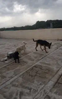سگ ژرمن و پا کوتاه