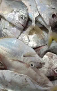 مخلوطی موجود