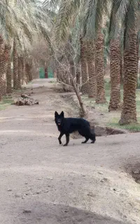 سگ گمشده