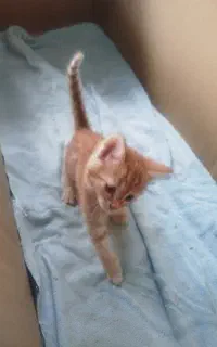 بچه گربه خوشگل