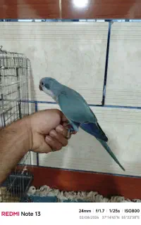 راهب دستی نر