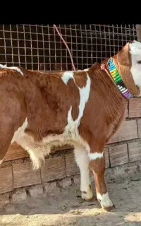 دامداری میکائیل گوساله سیمینتال واکسینه شده