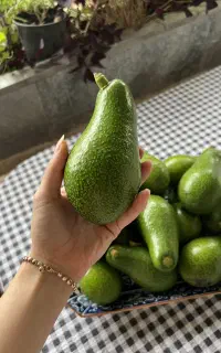 میوه آوکادو و نهال برای فروش