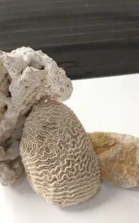آکواریوم و ماهی