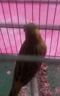 قناری نر